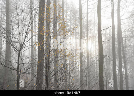 Matin d'hiver de l'atmosphère en Erncroft woods, Etherow country park, Stockport, Angleterre. Brouillard dans la forêt dense. Banque D'Images