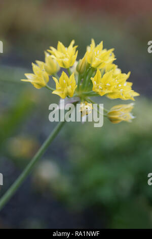 L'allium moly (ail doré) Banque D'Images