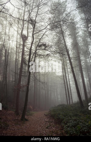 Matin d'hiver de l'atmosphère en Erncroft woods, Etherow country park, Stockport, Angleterre. Brouillard dans la forêt dense. Banque D'Images
