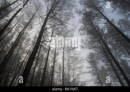 Matin d'hiver de l'atmosphère en Erncroft woods, Etherow country park, Stockport, Angleterre. Brouillard dans la forêt dense. Banque D'Images