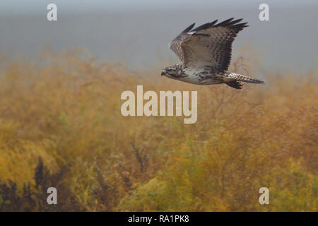 Buse variable (Buteo buteo) battant, Hesse, Allemagne Banque D'Images