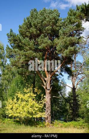 Arbre de pin sylvestre - Pinus sylvestris arbre écossais natif par Loch Rannoch Banque D'Images