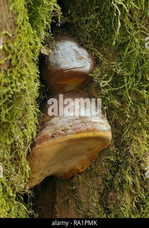 Champignon de l'artiste - Ganoderma adspersum Banque D'Images