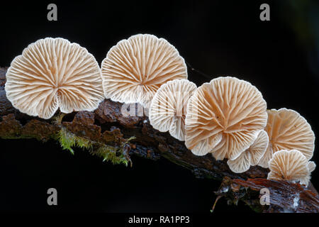 Oysterling - Crepidotus variabilis variable petit champignon sur les brindilles qui pourrissent Banque D'Images