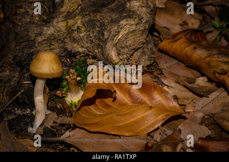 Mushroom caché dans la mousse verte au milieu de la forêt Banque D'Images