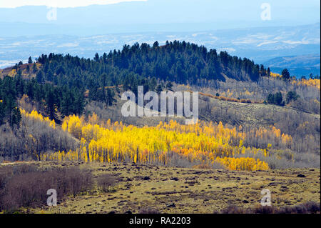 Bosquet de trembles viré au jaune en automne, Garfield County, Utah, USA. Banque D'Images