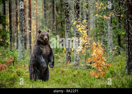 Ours brun debout sur ses pattes arrière dans la forêt d'automne. Nom scientifique : Ursus arctos. L'habitat naturel. Banque D'Images