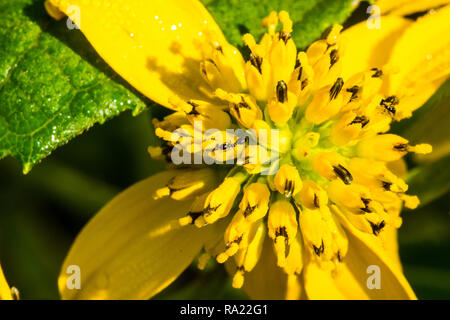 Lanciniata avec Rudbeckia pollinisateurs de fleurs sauvages Les fourmis se nourrissent d'étamines Banque D'Images