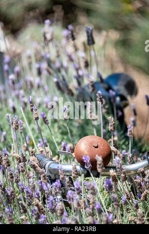 Un vélo se reposant dans un buisson de lavande avec un vélo rouillé bell, faible profondeur de champ Banque D'Images