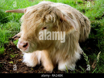 La vache highland au repos, Ecosse Banque D'Images