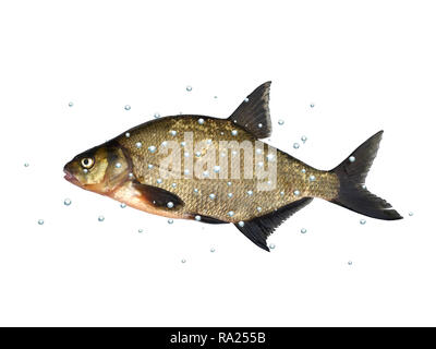 Gros poisson frais dorade avec bulles sur fond blanc Banque D'Images