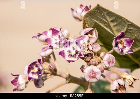 Fleurs de thé gigotropique dans le désert Banque D'Images