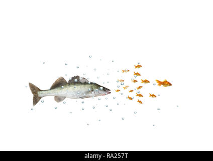 Chassant les bancs de poisson prédateur avec bulles sur fond blanc Banque D'Images