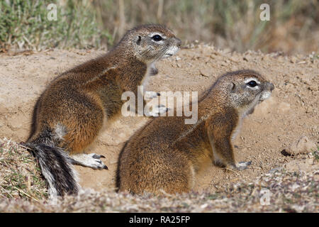 Cape (Ha83 inauris), adultes, à l'entrée du terrier, Mountain Zebra National Park, Eastern Cape, Afrique du Sud, l'Afrique Banque D'Images