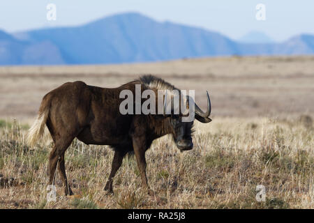 Le gnou (Connochaetes gnou noir), mâle adulte, debout dans la prairie ouverte, Mountain Zebra National Park, Eastern Cape, Afrique du Sud, l'Afrique Banque D'Images