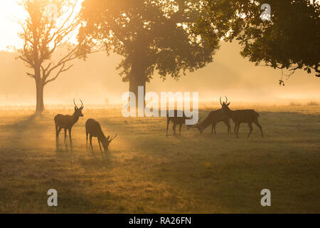 Red Deer pendant le rut dans la lumière du matin à Richmond Park, Londres. Banque D'Images