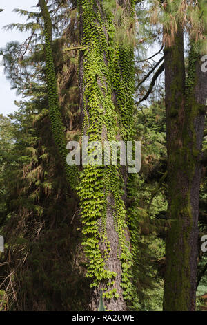 Hedera canariensis usine Evergreen connu sous le lierre grimpant des Canaries l'arbre Banque D'Images