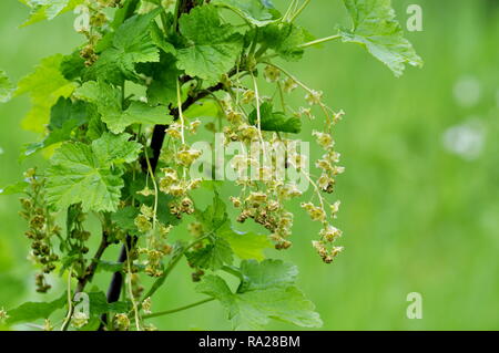 Arbuste Ribes rubrum groseillier rouge avec des fleurs et du feuillage au printemps Banque D'Images