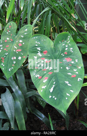 Caladium bicolor Banque D'Images