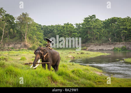 Nepali Man riding un éléphant d'Asie (Elephas maximus) près de la rivière Rapti in Chitwan National Park, Kasara Chitwan, Népal, Asie Banque D'Images
