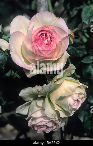 Rosa cv. Pierre de Ronsard ; MEIviolin ; Rosaceae ; escalade ; shurb grimpeur Large-Flowered ; fleur double crème, rose carmin-bords. Autre nom Eden, Ede Banque D'Images