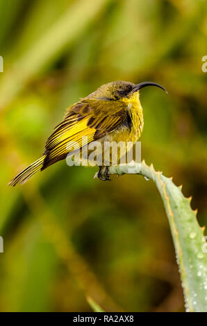 Femme Yellow-bellied sunbird (Chalcomitra venustus) dans un jardin de cactus dans le Serengeti Banque D'Images