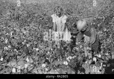 Deux de J.A. Johnson's children en champ de coton, Statesville, Caroline du Nord, vers 1939 Banque D'Images