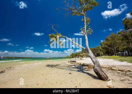 Plage tropicale de l'été avec des arbres sur le côté est de Bribie Island, Queensland, Australie Banque D'Images