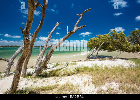 Plage tropicale de l'été avec des arbres sur le côté est de Bribie Island, Queensland, Australie Banque D'Images