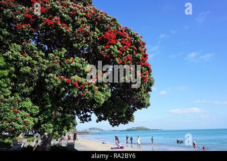 Arbre Pohutukawa halo rouge contre un ciel bleu sur Mission Bay Beach, Auckland, Nouvelle-Zélande Banque D'Images