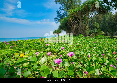 Pied de chèvre ou Morning Glory (Latin : Ipomoea pes-caprae), une vigne rampante couvrant la plage supérieure atteint à Bang Tao Beach, Phuket Thaïlande Banque D'Images