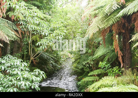 Rivière de montagne en Nouvelle-Zélande. Paysages de Nouvelle-Zélande Banque D'Images