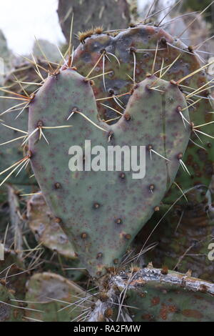 En forme de coeur épineux cactus Banque D'Images