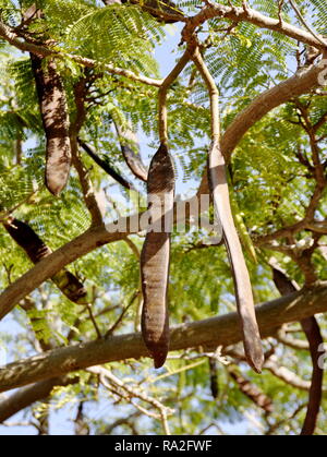 Graines sur un Albizia julibrissin arbre de soie de Perse Banque D'Images