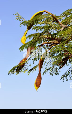 Graines sur un Albizia julibrissin arbre de soie de Perse Banque D'Images