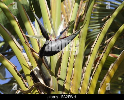 Arbre généalogique voyageurs Ravenala madagascariensis avec fleur Banque D'Images