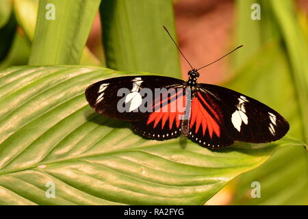 Un Doris Longwing terres papillon sur une plante dans les jardins. Banque D'Images