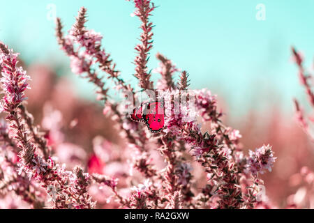 Assis sur une fleur de papillon Banque D'Images