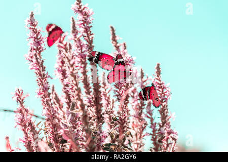 Assis sur une fleur de papillon Banque D'Images