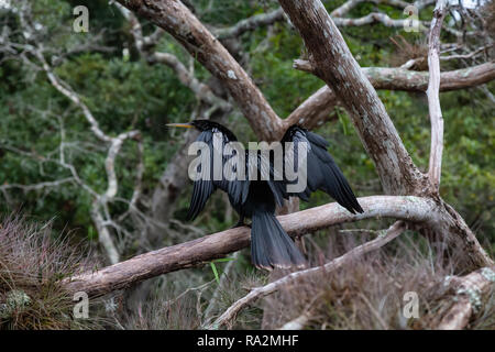 Double-crested cormorant assis sur un arbre. Pris dans la rivière Chassahowitzka Wildlife Reserve, situé à l'ouest d'Orlando, Florida, United States. Banque D'Images