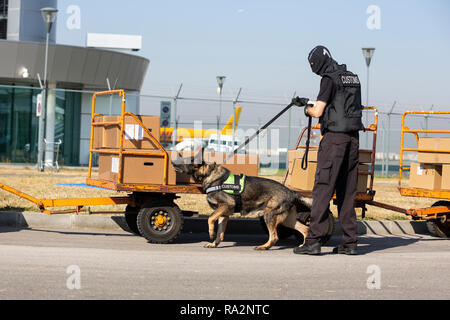 L'agent des douanes et de la protection des frontières et de la force spéciale de la Drug Enforcement Administration, participe avec un chien spécialisé dans la formation à l'airpo Banque D'Images