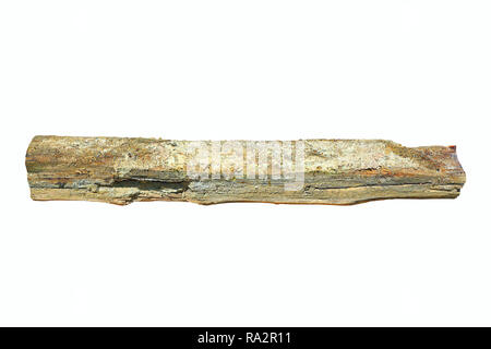 Poutre en bois isolé attaqué par la pourriture sèche ( Serpula lacrymans syn Merulius lacrymans ) ; cette pièce de bois a été enlevé d'un vieille maison humide, et il i Banque D'Images
