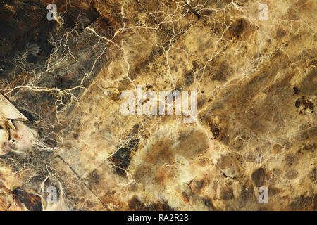 Mycélium et les hyphes de la merule champignon poussant sur parquet en bois ( Serpula lacrymans syn Merulius lacrymans ) Banque D'Images