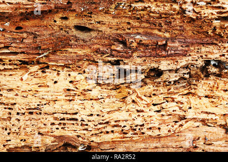 Texture rugueuse du bois détruit par les insectes xylophages, Anobium punctatum ou les parasites communs du mobilier Banque D'Images