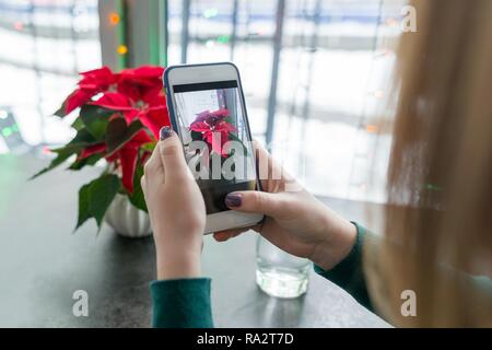 Symbole de Noël Noël poinsettia rouge fleur en jardinière. Photographie de main de femme fleur sur le téléphone, se concentrer sur l'écran. Banque D'Images