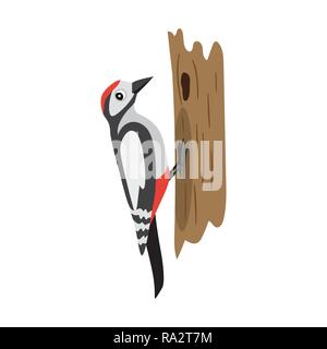 Oiseaux forestiers colorés, woodpecker sitting on tree, isolé Illustration de Vecteur