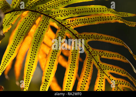 Avec des spores de fougères, Sweetbay Natural Area, Palm Beach Gardens, Floride Banque D'Images