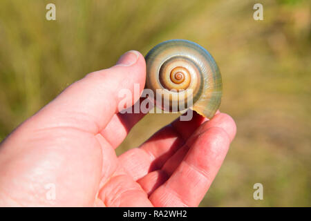 Apple coquille d'escargot, zone naturelle des eaux sinueuses, West Palm Beach, Floride Banque D'Images