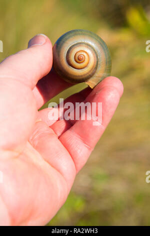 Apple coquille d'escargot, zone naturelle des eaux sinueuses, West Palm Beach, Floride Banque D'Images