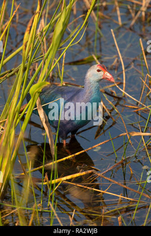 Purple gallinule Porphyrio martinicus (Wellington), préserver l'environnement à l'Everglades Marjory Stoneman Douglas Habitat, Wellington, Floride Banque D'Images